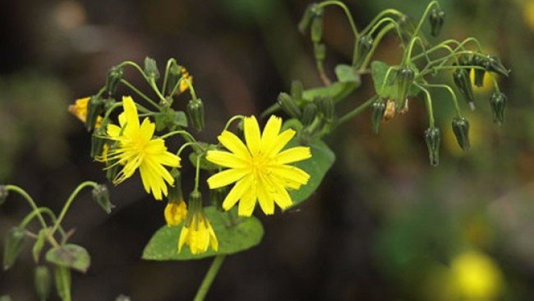 Cây dược liệu cây Rau diếp đắng nhiều đầu, da đầu khổ mại, Kim anh nhiều đầu - Ixeris polycephala Cass