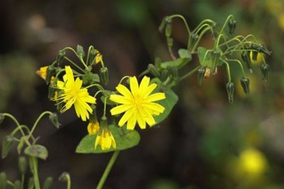 Cây dược liệu cây Rau diếp đắng nhiều đầu, da đầu khổ mại, Kim anh nhiều đầu - Ixeris polycephala Cass