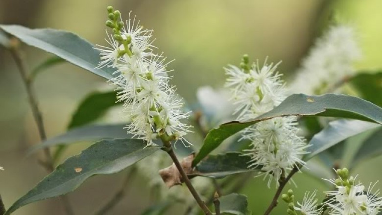 Cây dược liệu cây Dung lá thon - Symplocos lancifolia Sieb. et Zucc