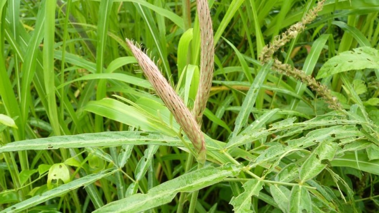 Cây dược liệu cây Đuôi chồn màu - Uraria picta (Jacq.) Desv, ex DC