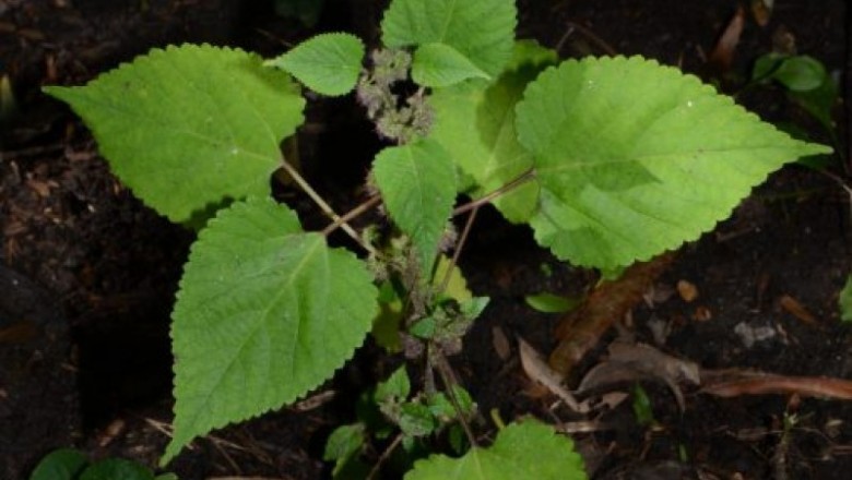 Cây dược liệu cây Duối cỏ, Dâu bích - Fatoua villosa (Thunb.) Nakai (F. pilosa Gaudich., F. japonica Blume)