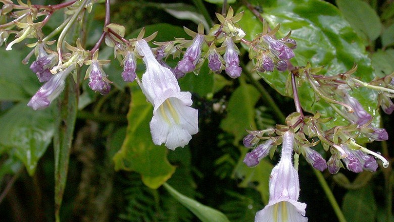 Cây dược liệu cây Thanh trúc tiêu, Xỉ diệp điếu thạch cự dài. Nổ lưng răng nhọn - Lysionotus serratus D. Don