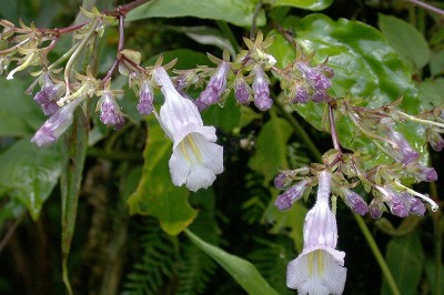 Cây dược liệu cây Thanh trúc tiêu, Xỉ diệp điếu thạch cự dài. Nổ lưng răng nhọn - Lysionotus serratus D. Don