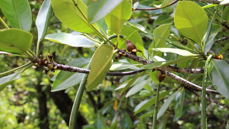 Cây dược liệu cây Đước xanh, Đước nhọn, Đưng - Rhizophora mucronata Poirel