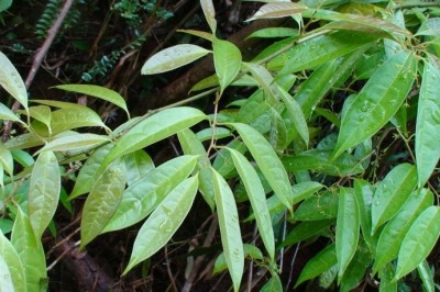 Cây dược liệu cây Thanh phong hoa thưa, Tiểu hoa thanh phong đằng - Sabia parviflora Wall. ex Roxb