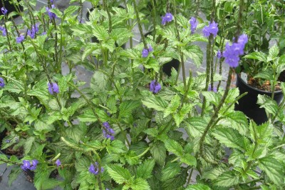 Cây dược liệu cây Đuôi chuột, Mạch lạc, Giả mã tiên, Hải tiên - Stachytarpheta jamaicensis (L.,) Vahl
