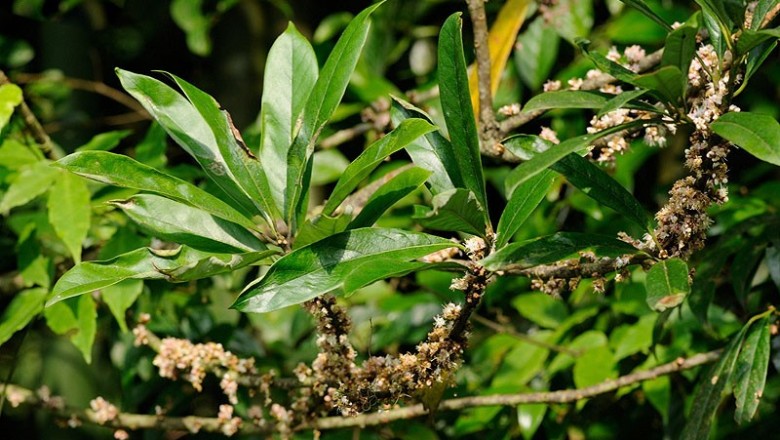 Cây dược liệu cây Dung mốc, Dung xanh - Symplocos glauca (Thunb) Koidz. var. glauca