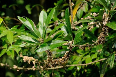 Cây dược liệu cây Dung mốc, Dung xanh - Symplocos glauca (Thunb) Koidz. var. glauca