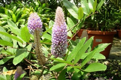 Cây dược liệu cây Đuôi chồn tóc, Đuôi chó - Uraria crinita (L.) Desv, ex DC