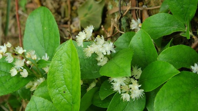 Cây dược liệu cây Dung lá táo - Symplocos chinensis (Lour.) Druce