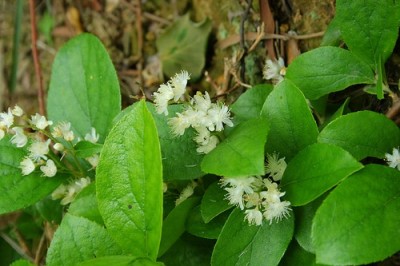 Cây dược liệu cây Dung lá táo - Symplocos chinensis (Lour.) Druce