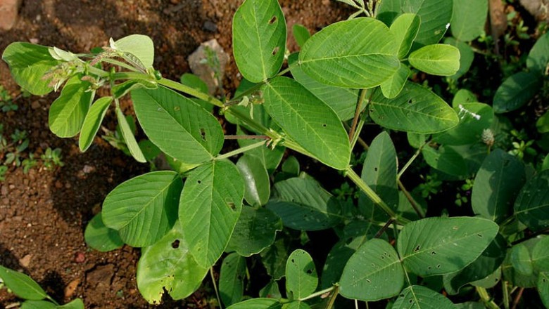 Cây dược liệu cây Đuôi chồn hoe, Đậu ban - Uraria rufescens (DC.,) Schimder