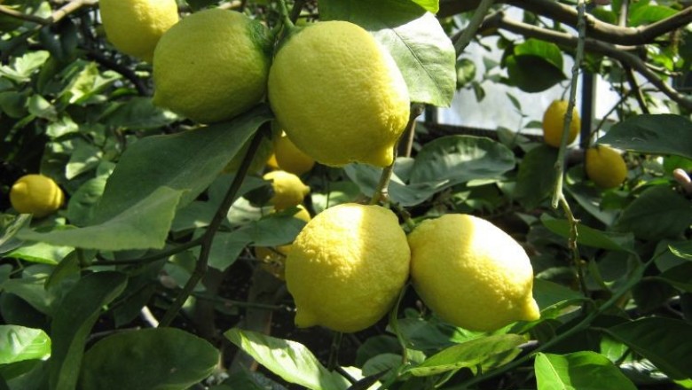 Cây dược liệu cây Thanh yên - Citrus medica L