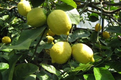 Cây dược liệu cây Thanh yên - Citrus medica L