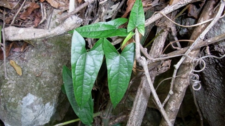 Cây dược liệu cây Thanh ngưu đảm, Sơn từ cô - Tinospora sagittata (Oliv.) Gagnep