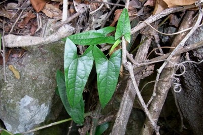 Cây dược liệu cây Thanh ngưu đảm, Sơn từ cô - Tinospora sagittata (Oliv.) Gagnep