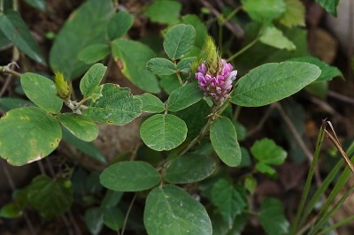 Cây dược liệu cây Đuôi chồn chân thỏ - Uraria lagopodioides (L.) Desv, ex DC...