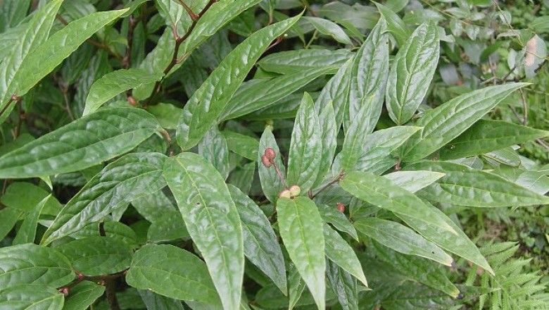 Cây dược liệu cây Thanh phong chụm, Dây thanh phong hoa bó - Sabia fasciculata Lecomte ex L. Chen