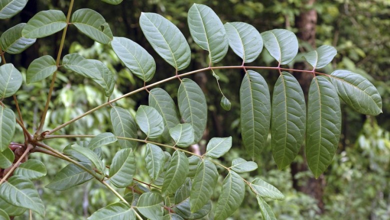 Cây dược liệu cây Thanh thất, Xú xuân, Cây bút, Càng hom - Ailanthus triphysa (Dennst.) Alston (A. malabarica DC., A. fauveliana Pierre)