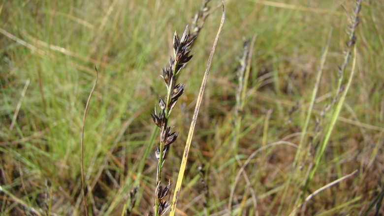 Cây dược liệu cây Đưng mảnh, Cương rất thanh - Scleria pergracilis (Nees) Kunth