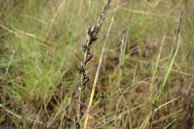 Cây dược liệu cây Đưng mảnh, Cương rất thanh - Scleria pergracilis (Nees) Kunth