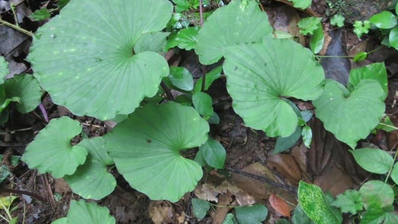 Cây dược liệu cây Thanh thiên quỳ xanh, Trân châu xanh - Nervilia aragoana Gaudich