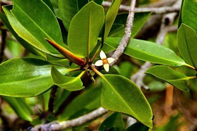 Cây dược liệu cây Đước, Đước đôi, Đước bộp - Rhizophora apiculuta Blume