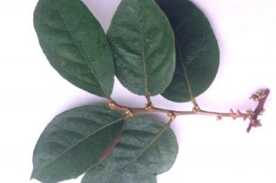 Cây dược liệu cây Thầu táu hạt tròn, Tai nghé hạt tròn - Aporusa sphaerosperma Gagnep