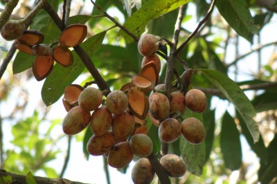 Cây dược liệu cây Săng máu, Xăng máu hạnh nhân, Máu chó lá to - Horsfieldia amygdalina (Wall.) Warb