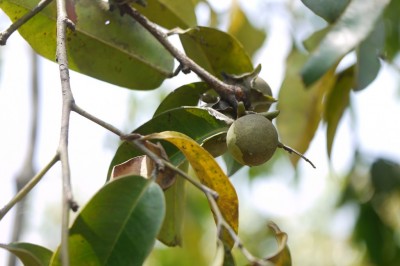 Cây dược liệu cây Thị Candolle - Diospyros candolleana Wight