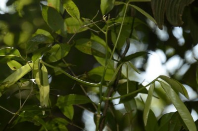 Cây dược liệu cây Thần xạ trườn, Trang xạ trườn - Luvunga sarmentosa (Blume) Kurz (Triphasia sarmentosa Blume, L. eleutherandra Dalz.)