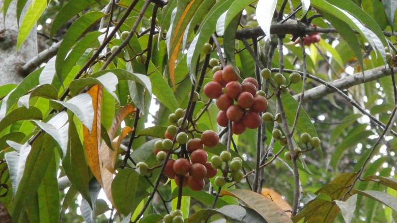 Cây dược liệu cây Săng máu rạch - Horsfieldia irya (Gaertn.) Warb. (Myristica irya Gaertn.)