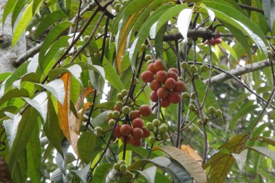 Cây dược liệu cây Săng máu rạch - Horsfieldia irya (Gaertn.) Warb. (Myristica irya Gaertn.)