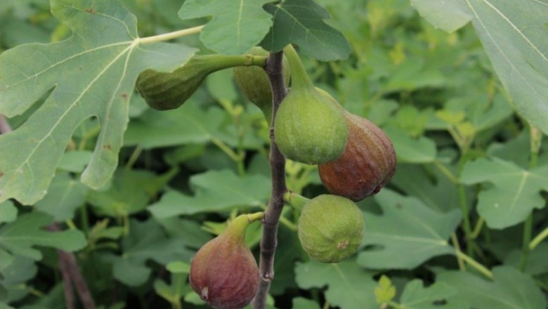 Cây dược liệu cây Sung ngọt, Sung trái - Ficus carica L