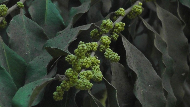 Cây dược liệu cây Sang trắng Roxburgh - Putranjiva roxburghii Wall. (Drypetes roxburghii (Wall) Hurusawa)