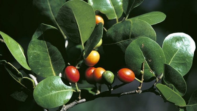 Cây dược liệu cây Sang trắng, Sang trắng mạng, Cây trá - Drypetes perreticulata Gagnep