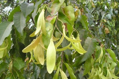 Cây dược liệu cây Sao đen - Hopea odorata Roxb