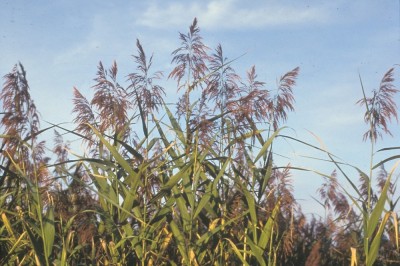 Cây dược liệu cây Sậy, Sậy nam - Phragmites communis (L.) Trin
