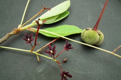 Cây dược liệu cây Thần xạ mốc, Tam thụ hùng hẹp - Trigonostemon reidioides Craib