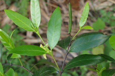 Cây dược liệu cây Thần linh lá quế - Kibatalia laurifolia (Ridl) Woods (Trachelospermum laurifolium Ridl.)