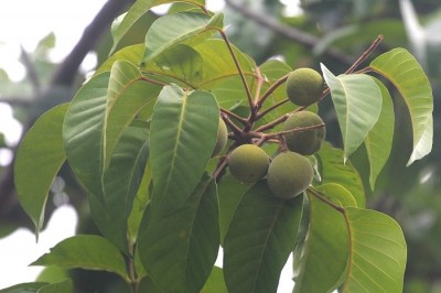 Cây dược liệu cây Sấu đỏ, Sấu chua, Sấu tía - Sandoricum koetjape (Burm. f.) Merr. (S. indicum Cav.)