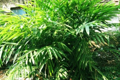 Cây dược liệu cây a nhân gai, Sa nhân vỏ xanh - Amomum villosum Lour. var. xanthioides (Wall. ex Bak.) T. L. Wu et Senjen Chen (A. xanthioides Wall. ex Bak