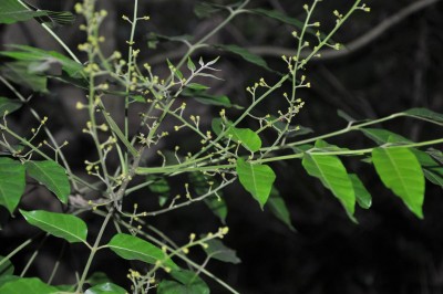 Cây dược liệu cây Sầu đâu rừng, Khổ sâm mềm - Brucea mollis Wall. ex Kurz