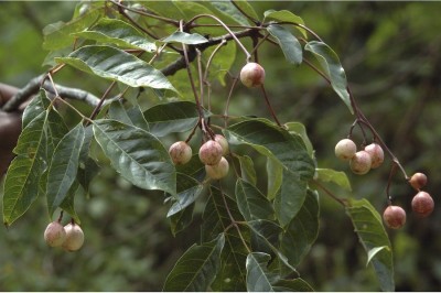 Cây dược liệu cây Sang nước, Bình, Hải mộc, Dâu đa xoan, Giá cô hoa - Trichilia connaroides (Wight. et Arn.) Bentv. f. glabra Bentv. (Heynea trijuga Roxb. )