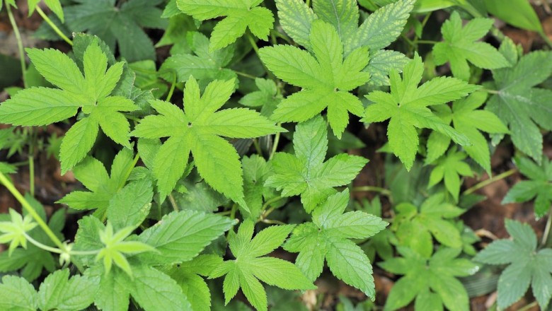 Cây dược liệu cây Sàn sạt, Luật thảo - Humulus scandens (Lour.) Merr