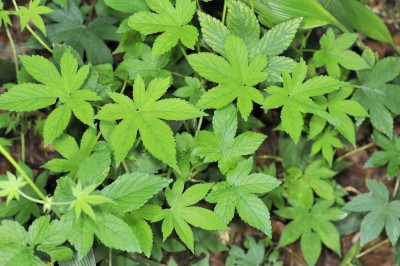 Cây dược liệu cây Sàn sạt, Luật thảo - Humulus scandens (Lour.) Merr