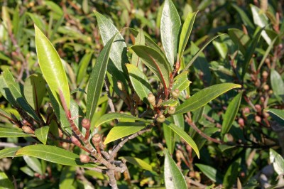 Cây dược liệu cây Sung rỗ - Ficus variolosa Lind. ex Benth. (F. langbianensis Gagnep., F. pyriformis Hook. et Arn. var. brevifolia Gagnep.)