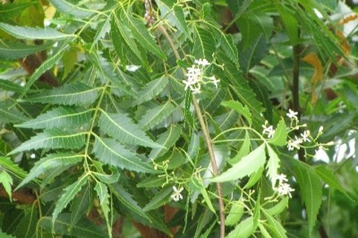 Cây dược liệu cây Sầu đâu - Azadirachta indica Juss f