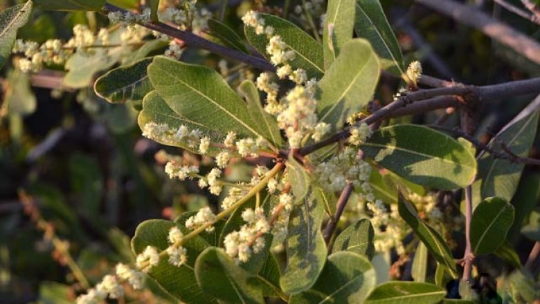 Cây dược liệu cây Sưng mạng - Semecarpus reticulata Lecomte