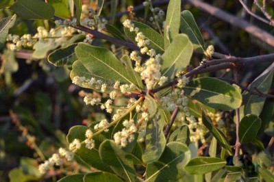 Cây dược liệu cây Sưng mạng - Semecarpus reticulata Lecomte